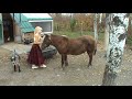 Shetland Pony Shetland Pony