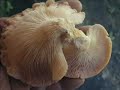 HONGOS DEL PARQUE \"EL HAYA\" - Pleurotus ostreatoroseus HONGOS DEL PARQUE \"EL HAYA\" - Pleurotus ostreatoroseus