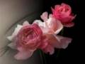 A UN FIORE