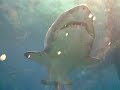 Shark in Cape Town
