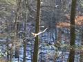 videos de If a tree falls in the woods...