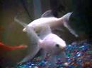 My Koi and Goldfish