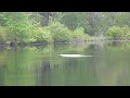 Click here to watch this video Loon eating a fish