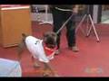 Shelter Dogs Strut Their Stuff at ASPCA Talent Show