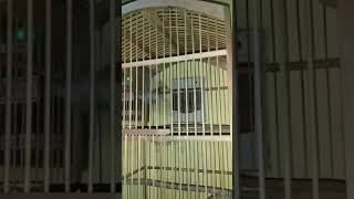 Srdc Betina Mp3 Gratis Music Video Tv Radio Zone