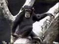 chango gracioso - funny nasty monkey