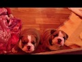 Click here to watch this video 165 ENGLISH BULLDOG 