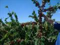 CEREZAS