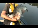 7lbs bass