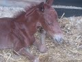Western83.fr : Naissance d\ Western83.fr : Naissance d\