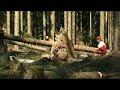 Sturmholz und K�ferb�ume