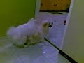 Dog Porn Dog Porn