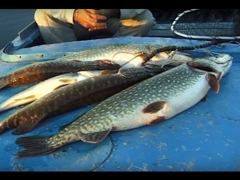 о рыбалке всерьез щука ловля щуки о рыбалке всерьез щука ловля щуки