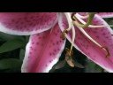 Red Saxon - Drifters Caravan Waltz