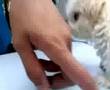 Bichón Habanero video