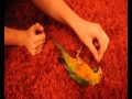 Eko plays dead in slow motion
