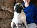 pug head tilt