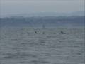 Whale Watching Oct 24 2008 2pm Geoff oceanexplorations.com