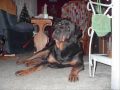 In Memory Of Our Sweet Rottie Boy Bear
