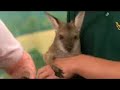 chopper-wildlife.html