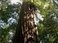 Help Save Armstrong Redwoods State Reserve From Closure!