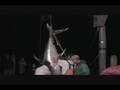 videos de Tuan Fishing On The Constance Sea Nov. 10,th 2008