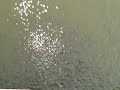 FEED FISH