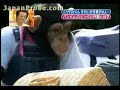 Una divertida prueba para saber si lo Monos son Celosos