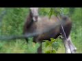 Swedish White Elkhound barks a moose
