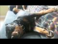 Oz the Rottweiler has a bad life Oz the Rottweiler has a bad life