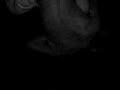 troudi