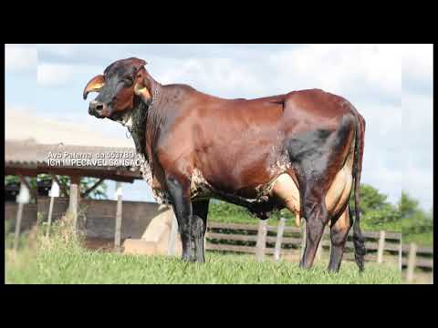 LOTE 157-ABELHA /ICH S3726  