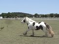 Gypsy Colt Bandera Loch Lommond