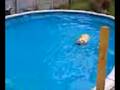 Chloe my Dog saving her Duck