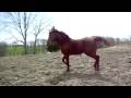 Horse playing with ball