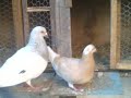 accouplement doiseaux