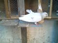 accouplement doiseaux