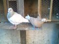 accouplement doiseaux