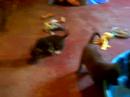 Pup 7 and the crew playing in the pool