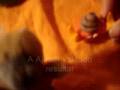 musica oficial - urso vaginaldo xD