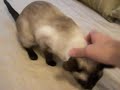 Aurora's Mighty Meow