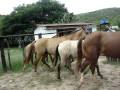 videos de cavalos 006.mpg