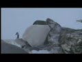 Snowy Canada Goose Hunting