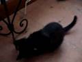 cat fights beetle 2 of 4 