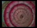 Ashram Vrindavan Part 2