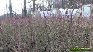 #232 Nice colored blueberry plants in wintertime 