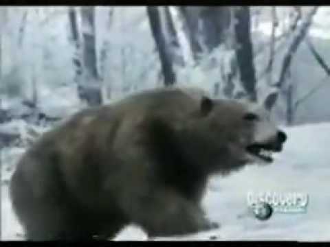 Animal face off