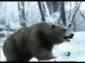 Animal Face-Off - Bear vs Tiger