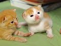 Very Cute Kittens :Kawaii Very Cute Kittens :Kawaii