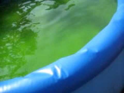 gammeliges grünes Wasser raus aus dem Pool (1)